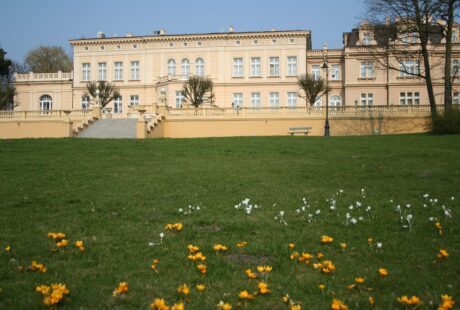 Białe i żółte kwiatki rosnące na placu trawy. W tle Pałac Nowy od strony Parku.